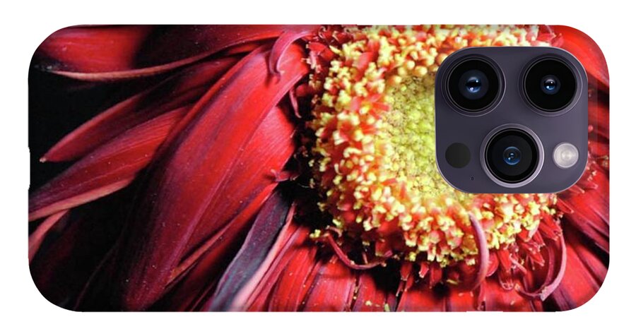 Wilting Red Daisy - Phone Case