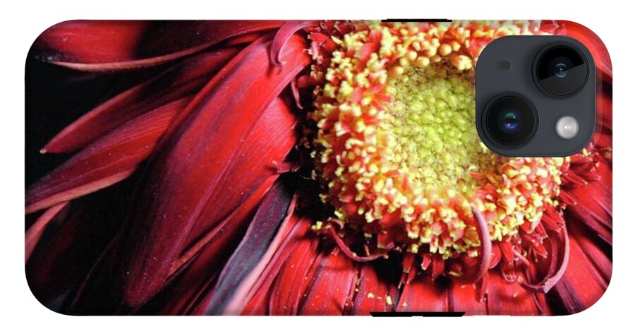 Wilting Red Daisy - Phone Case