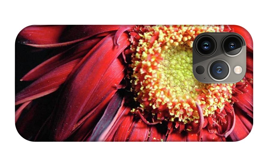 Wilting Red Daisy - Phone Case