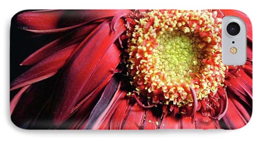 Wilting Red Daisy - Phone Case