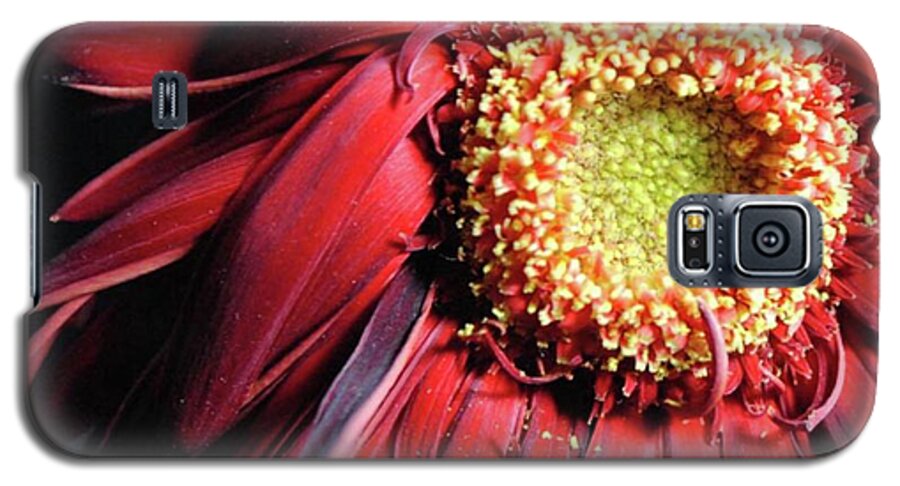 Wilting Red Daisy - Phone Case