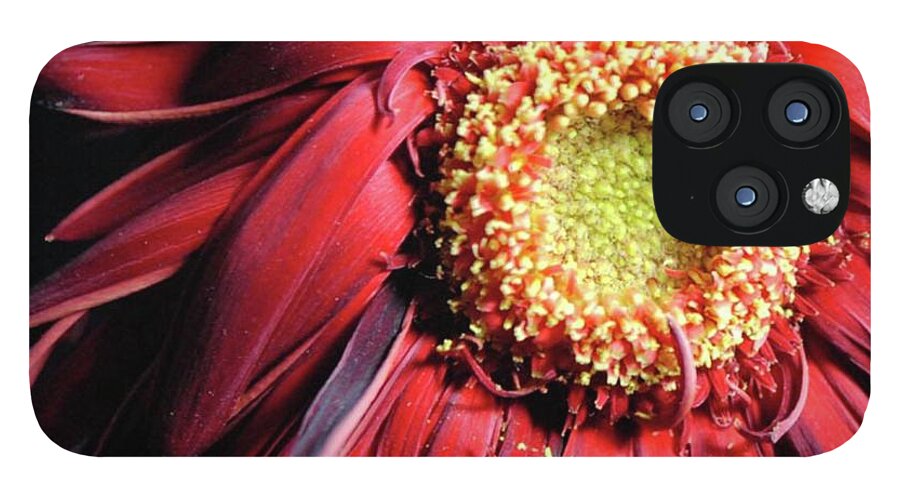 Wilting Red Daisy - Phone Case
