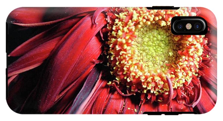 Wilting Red Daisy - Phone Case