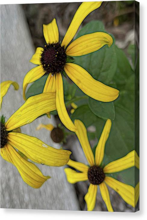Yellow Cone Flower Close Up - Canvas Print