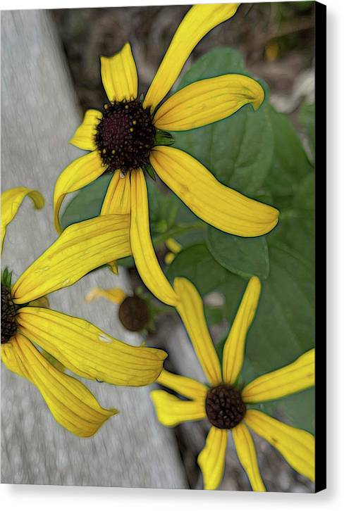 Yellow Cone Flower Close Up - Canvas Print