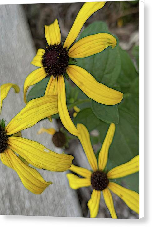 Yellow Cone Flower Close Up - Canvas Print