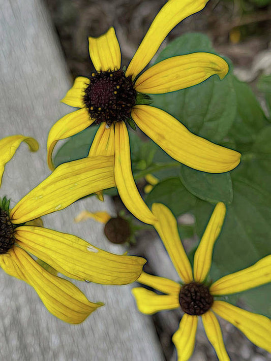 Yellow Cone Flower Close Up - Art Print