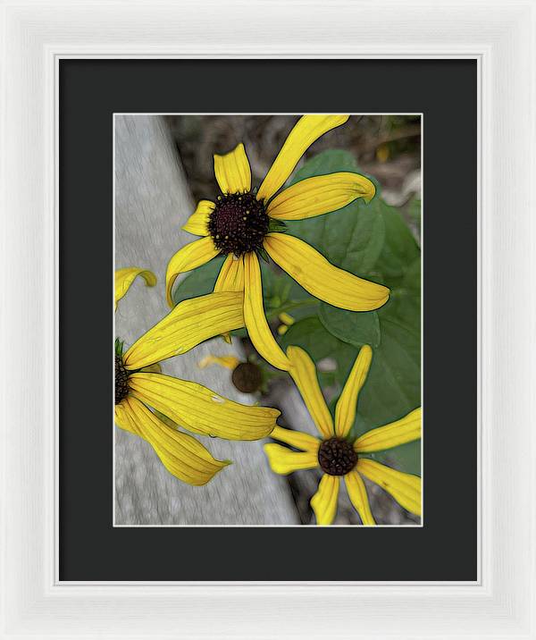 Yellow Cone Flower Close Up - Framed Print