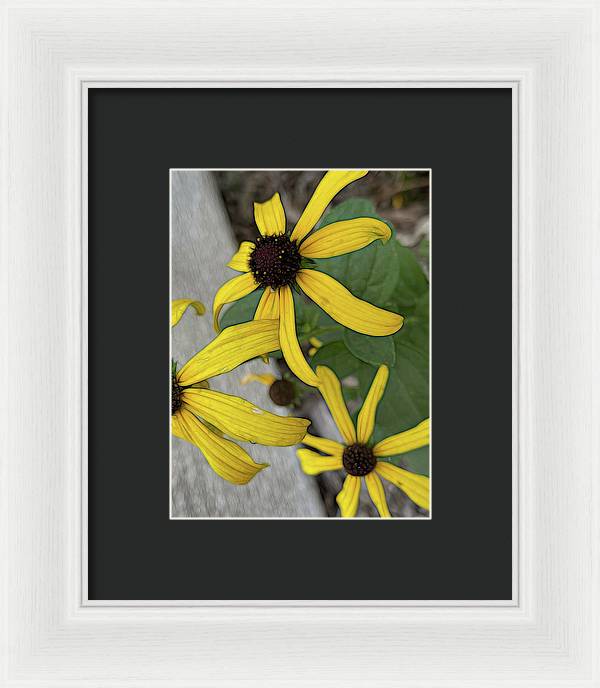 Yellow Cone Flower Close Up - Framed Print
