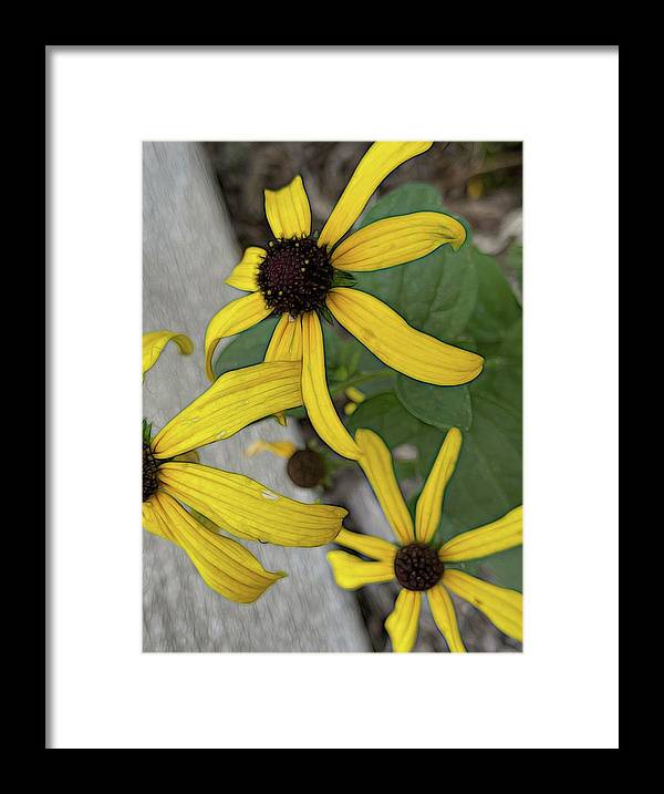Yellow Cone Flower Close Up - Framed Print