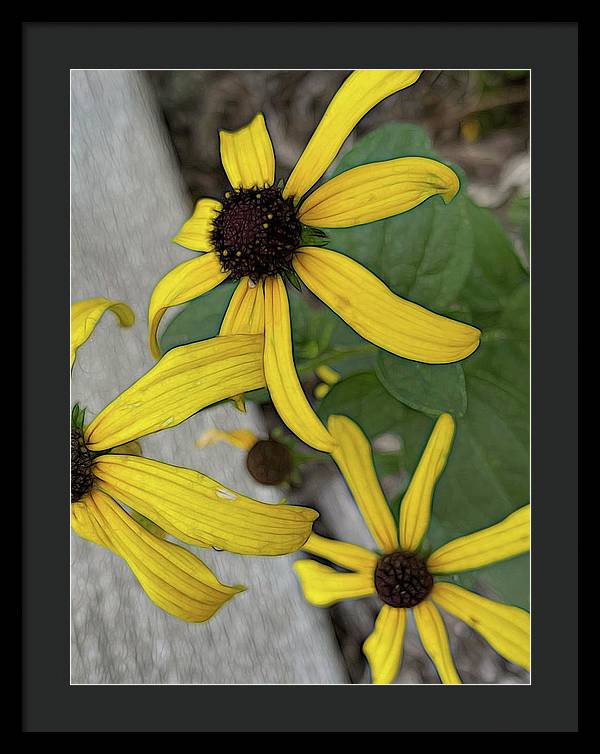 Yellow Cone Flower Close Up - Framed Print