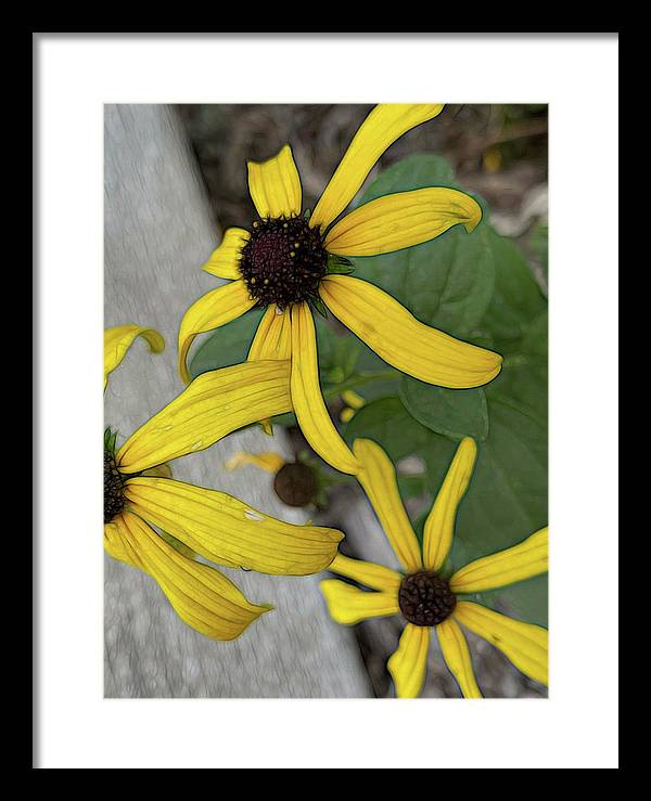 Yellow Cone Flower Close Up - Framed Print