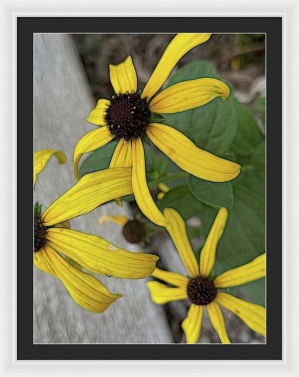 Yellow Cone Flower Close Up - Framed Print