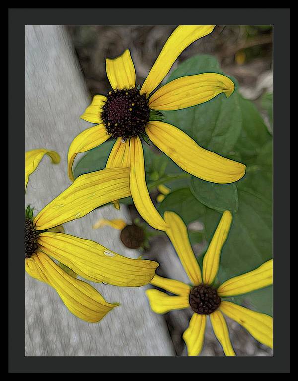 Yellow Cone Flower Close Up - Framed Print