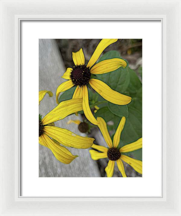 Yellow Cone Flower Close Up - Framed Print