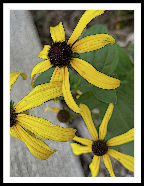 Yellow Cone Flower Close Up - Framed Print
