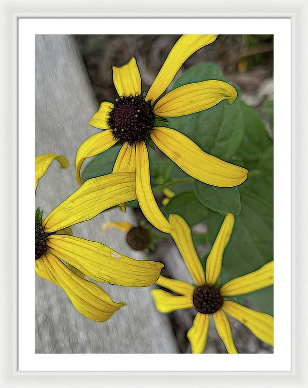 Yellow Cone Flower Close Up - Framed Print