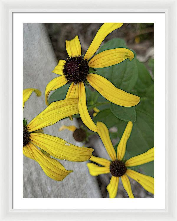 Yellow Cone Flower Close Up - Framed Print