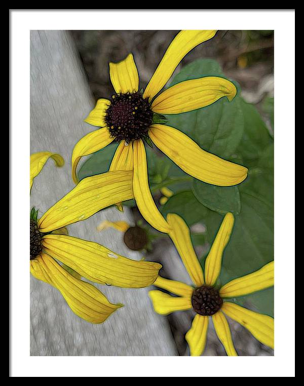 Yellow Cone Flower Close Up - Framed Print