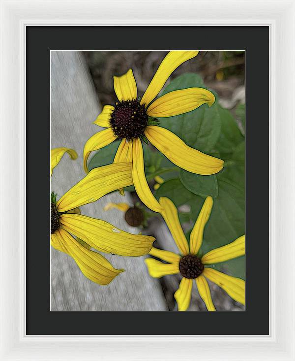 Yellow Cone Flower Close Up - Framed Print