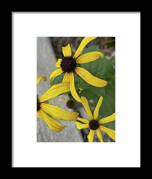 Yellow Cone Flower Close Up - Framed Print