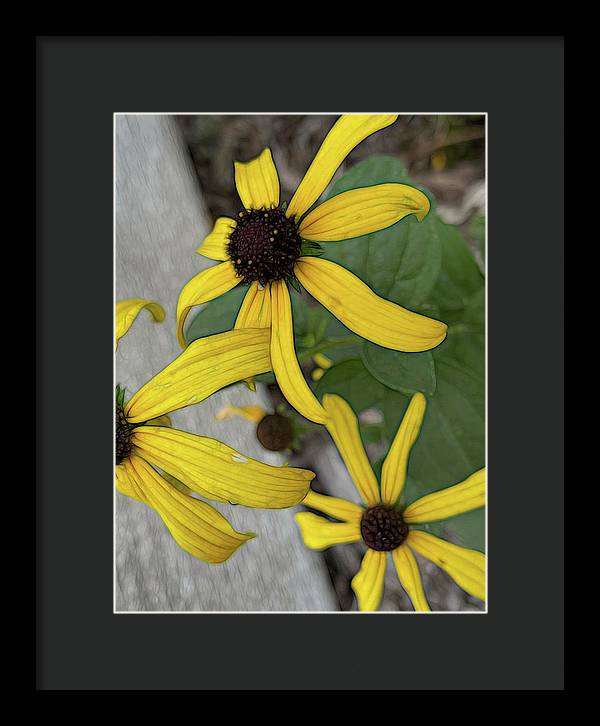 Yellow Cone Flower Close Up - Framed Print