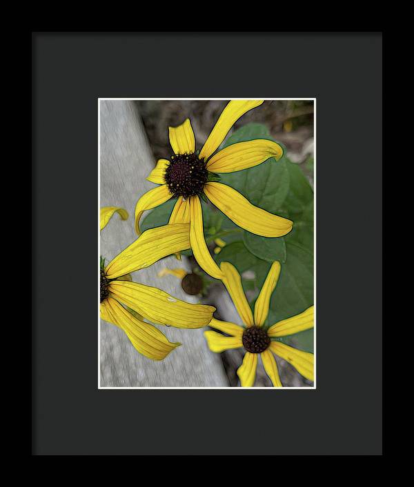 Yellow Cone Flower Close Up - Framed Print