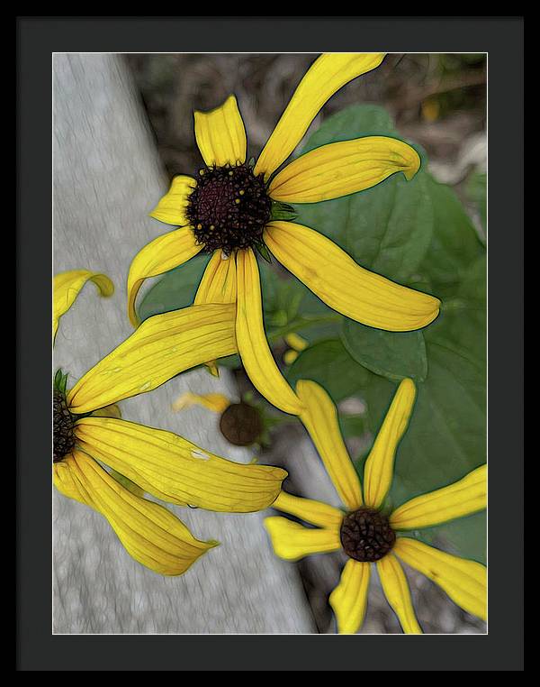 Yellow Cone Flower Close Up - Framed Print