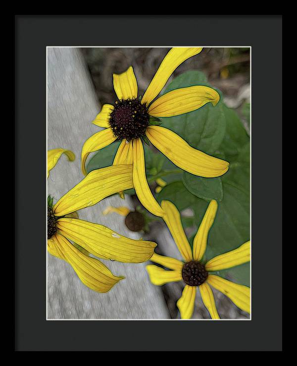 Yellow Cone Flower Close Up - Framed Print