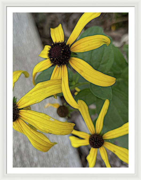 Yellow Cone Flower Close Up - Framed Print