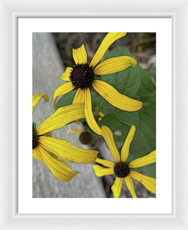 Yellow Cone Flower Close Up - Framed Print