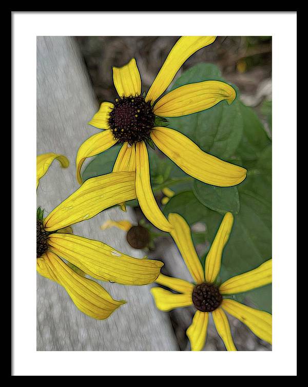 Yellow Cone Flower Close Up - Framed Print