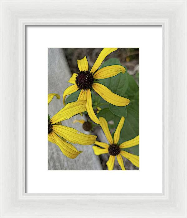 Yellow Cone Flower Close Up - Framed Print