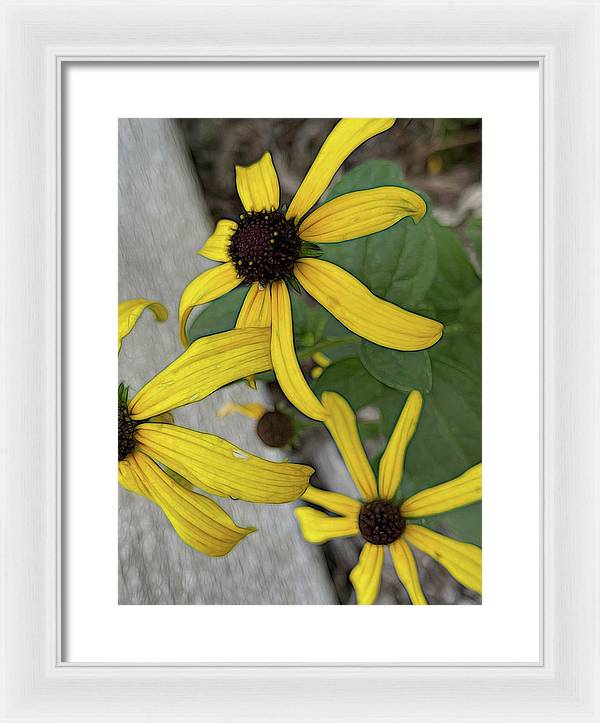 Yellow Cone Flower Close Up - Framed Print