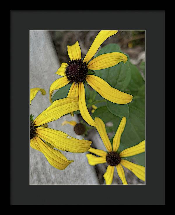 Yellow Cone Flower Close Up - Framed Print