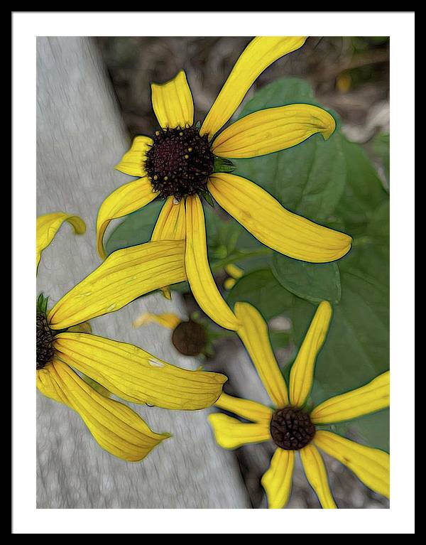 Yellow Cone Flower Close Up - Framed Print