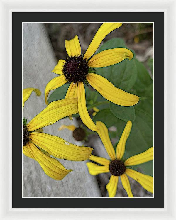 Yellow Cone Flower Close Up - Framed Print