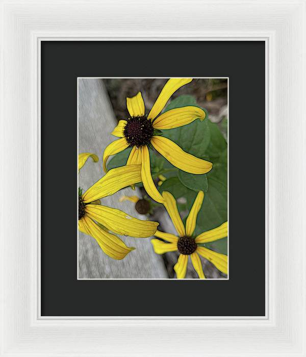 Yellow Cone Flower Close Up - Framed Print