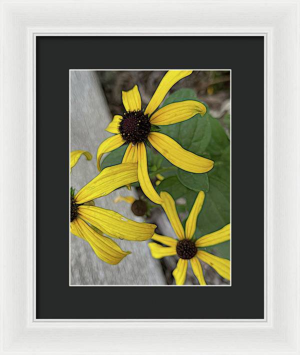 Yellow Cone Flower Close Up - Framed Print