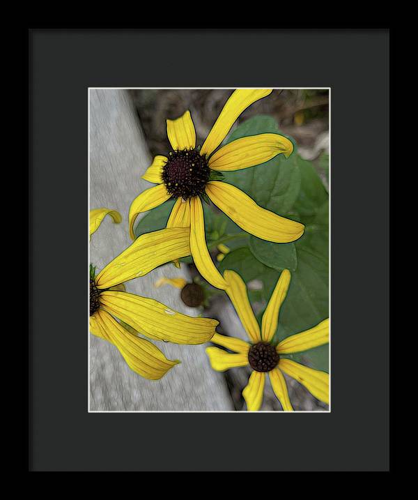 Yellow Cone Flower Close Up - Framed Print
