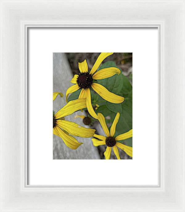 Yellow Cone Flower Close Up - Framed Print