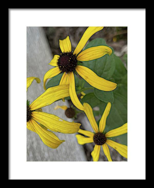 Yellow Cone Flower Close Up - Framed Print