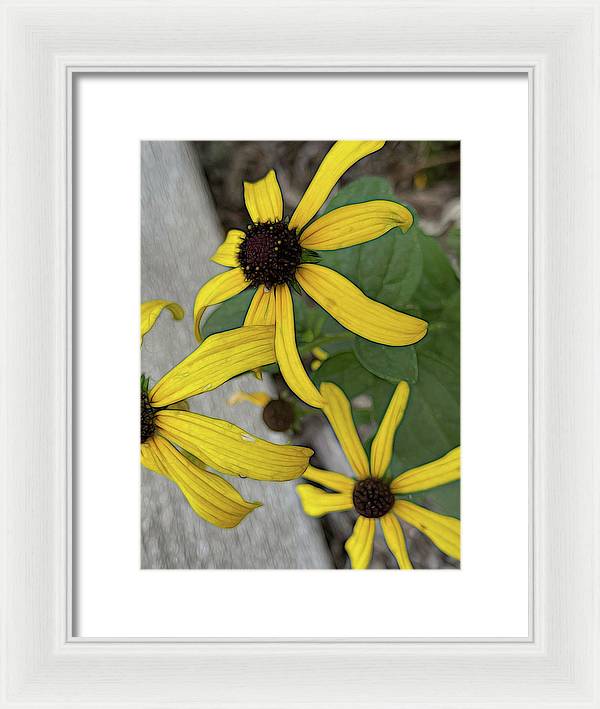 Yellow Cone Flower Close Up - Framed Print