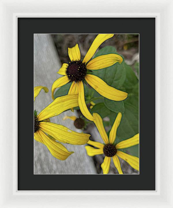Yellow Cone Flower Close Up - Framed Print