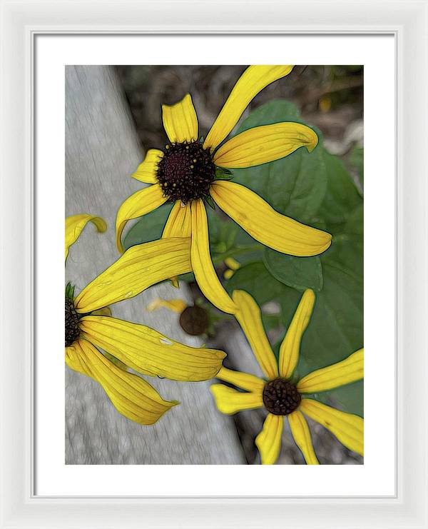 Yellow Cone Flower Close Up - Framed Print