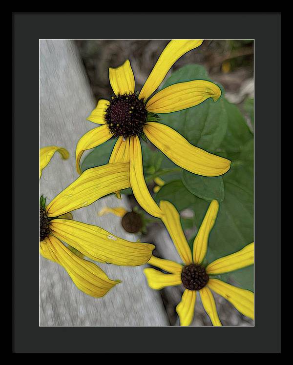 Yellow Cone Flower Close Up - Framed Print