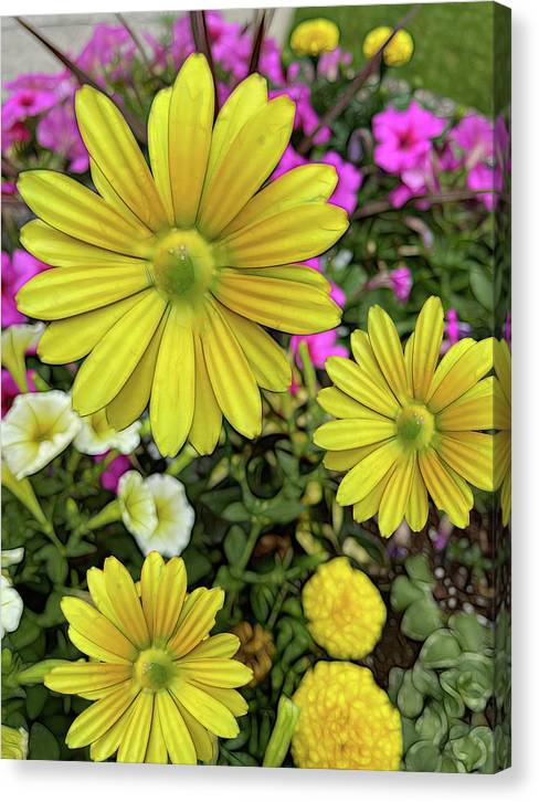 Yellow Daisy Garden - Canvas Print