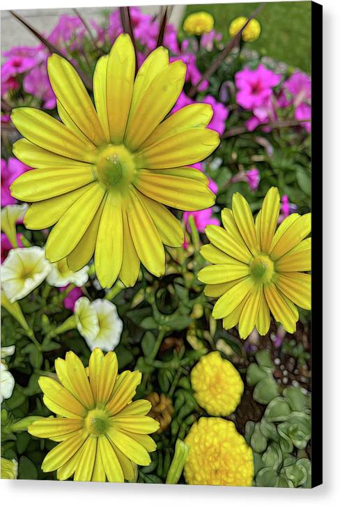 Yellow Daisy Garden - Canvas Print