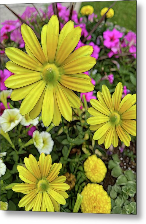 Yellow Daisy Garden - Metal Print
