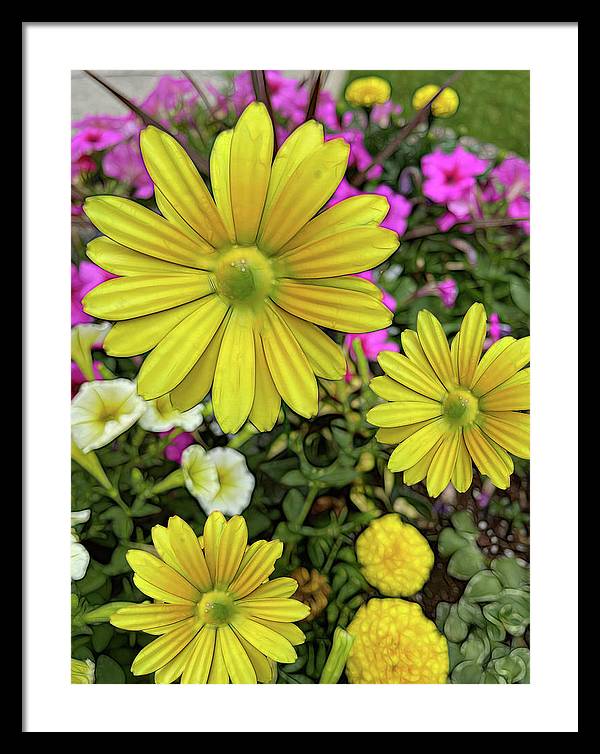 Yellow Daisy Garden - Framed Print